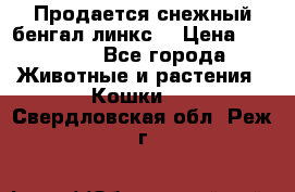 Продается снежный бенгал(линкс) › Цена ­ 25 000 - Все города Животные и растения » Кошки   . Свердловская обл.,Реж г.